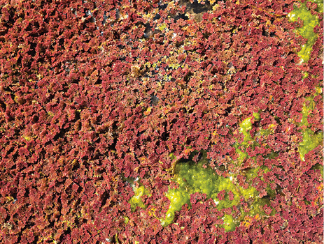 A dense stand of reddish vegetation.