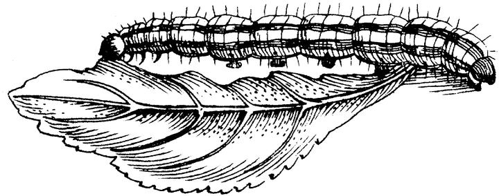 Black and white illustration of a caterpillar on a leaf.