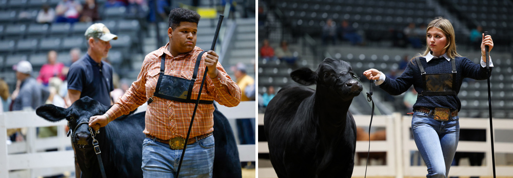 Two young people showing heifers in a show ring.