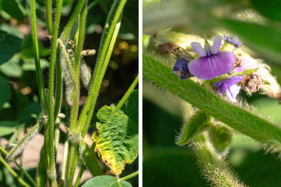 Maturing soybeans in pods on the left and soybean flowers on the right.