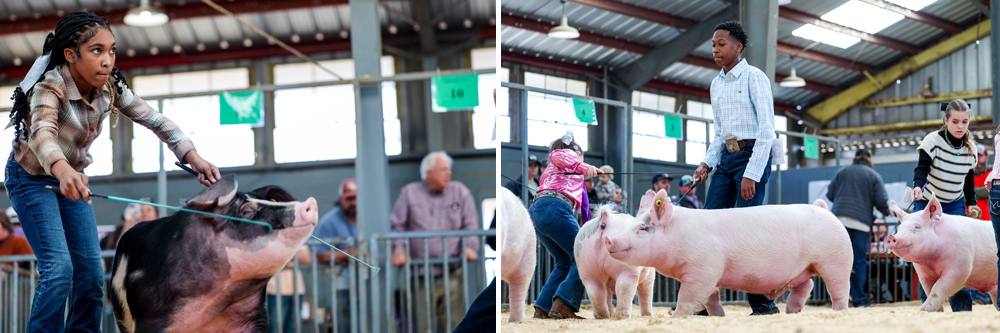 Two young people showing hogs in a show ring.