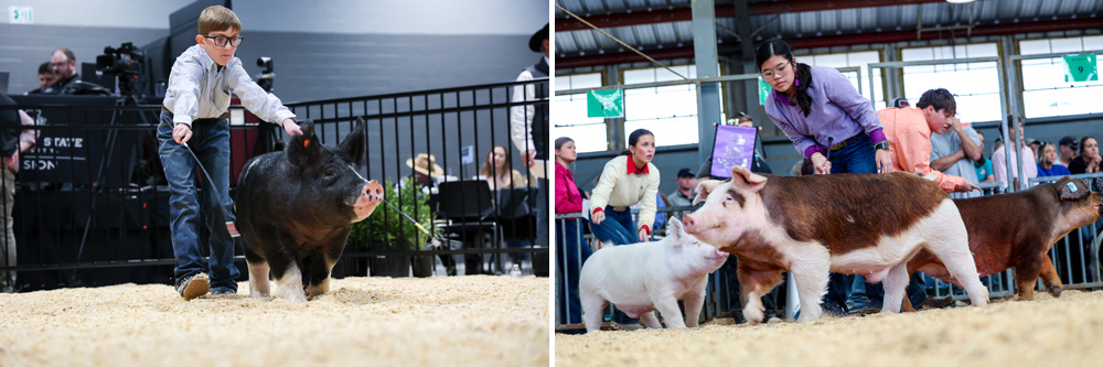 Two young people showing hogs in a show ring.