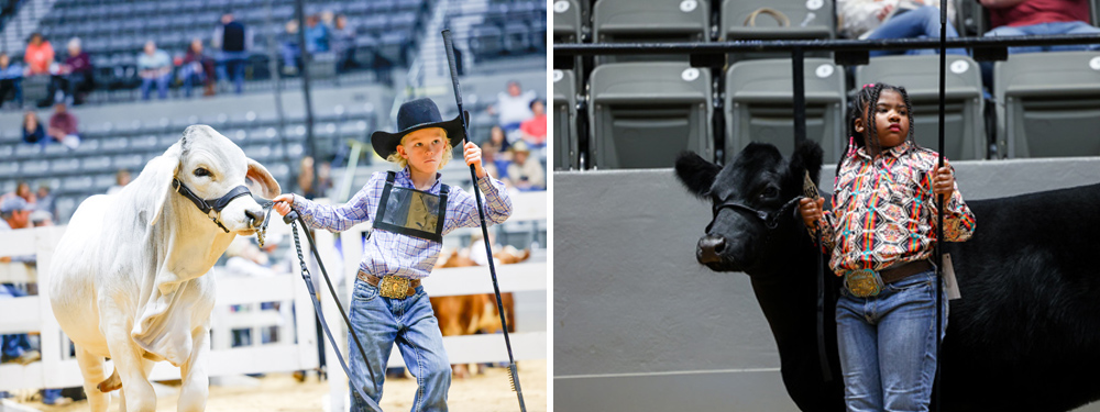 Two young people showing cattle in a show ring.