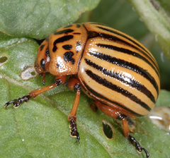 Colorado potato beetle description in text.