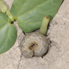 A short, thick cutworm curled into a C shape.