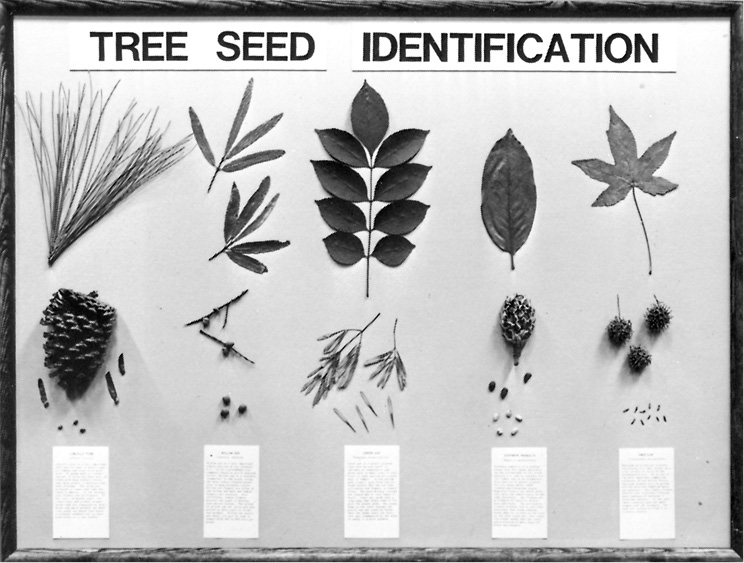 A framed display board with leaves, fruit samples, seeds, and index cards for five tree species.