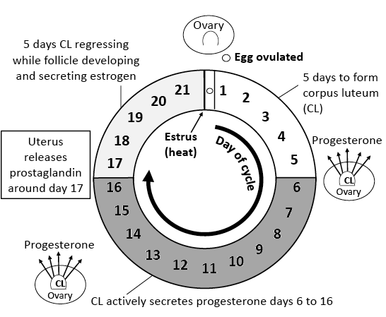 Diagram of the different phases of a cow's estrous cycle. A circle in the middle has numbers going around it from 1 to 21, representing the days of the cycle. The day between 21 and 1 is estrus (heat). After the ovary releases an egg and it is ovulated, the first five days of the cycle are forming the corpus luteum (CL). The CL actively secretes progesterone on days 6 to 16. The uterus releases prostaglandin around day 17. In the last five days, CL regresses while follicles develop and secrete e