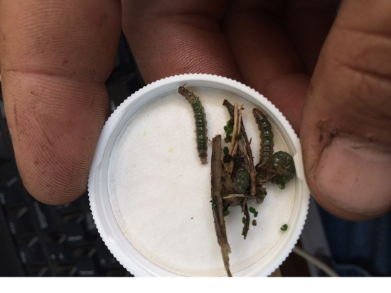 Several small, green caterpillars in a bottle lid.