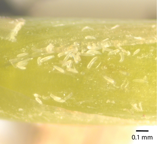 Tiny, yellow, cigar-shaped mites under magnification.