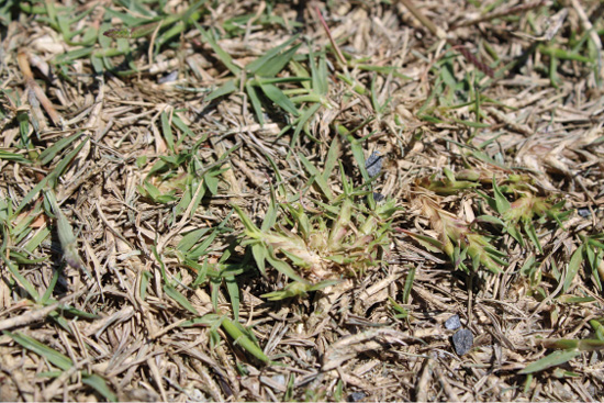 Dead or dying, stunted bermudagrass.