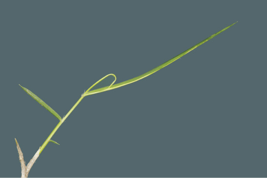 A blade of zoysiagrass with one side yellow and one side green.