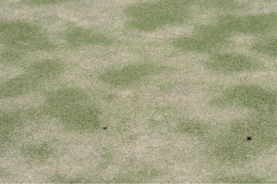 A golf green with large yellow patches of turf.