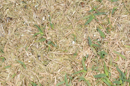 Dead, brown grass with some small, white objects scattered in it.