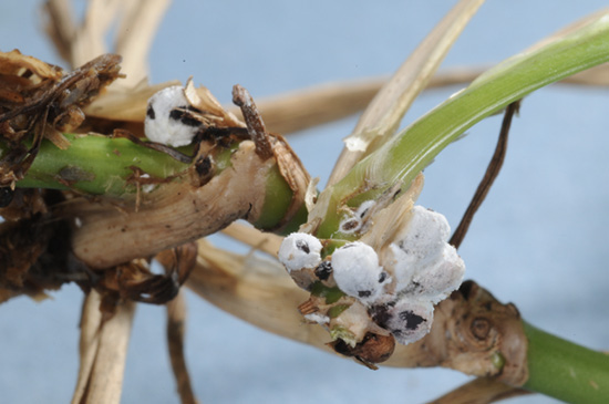 Swollen female mealybugs, covered with white, waxy material.