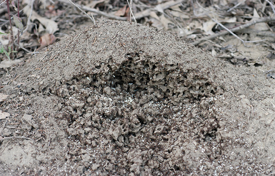 Fire ant mound cut open to expose agitated workers and brood.