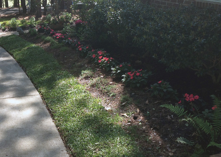 A lawn with strips of St. Augustinegrass and flowers along a sidewalk. Most of the full, vibrant grass is in heavy shade due to trees and shrubs.