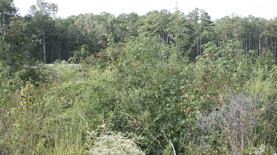 A clearcut with much vegetation growing back. 