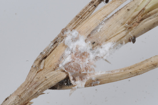 A single yellow female with many eggs.