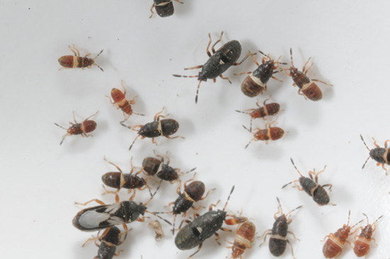 Chinch bugs on a white background.