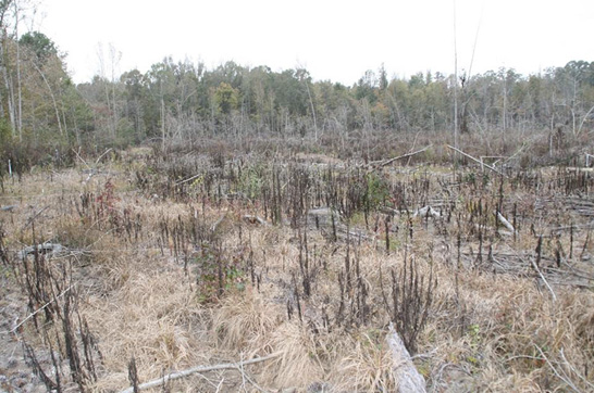 A clearcut that has been sprayed and onsite vegetation has died.