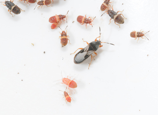 A single adult chinch bug surrounded by several pink nymphs on a white background. 