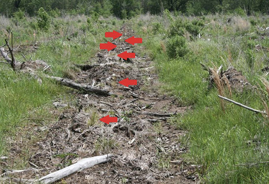 Arrows point to small green pine seedlings planted in a banded herbaceous weed control strip.