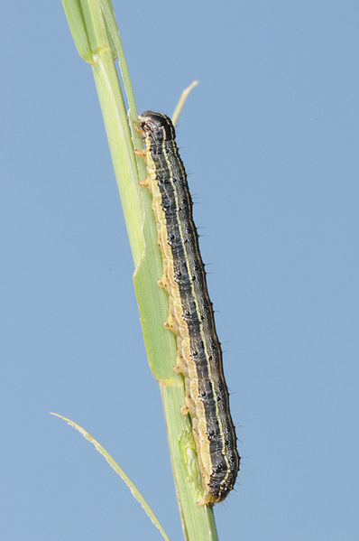 A single, longitudinally striped caterpillar resting on a grass stem.