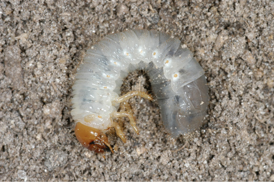 Close-up of a large, C-shaped grub.