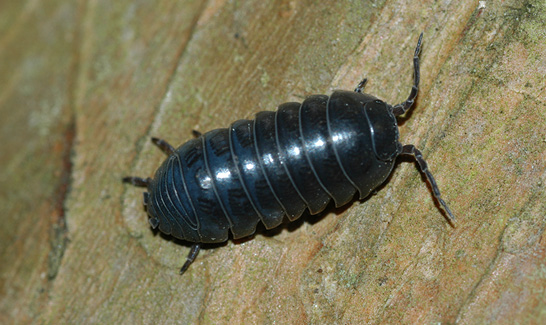Close-up of a single pill bug with antenna extended.