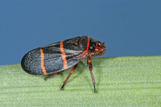 A maroon-colored insect with two orange stripes across each forewing.