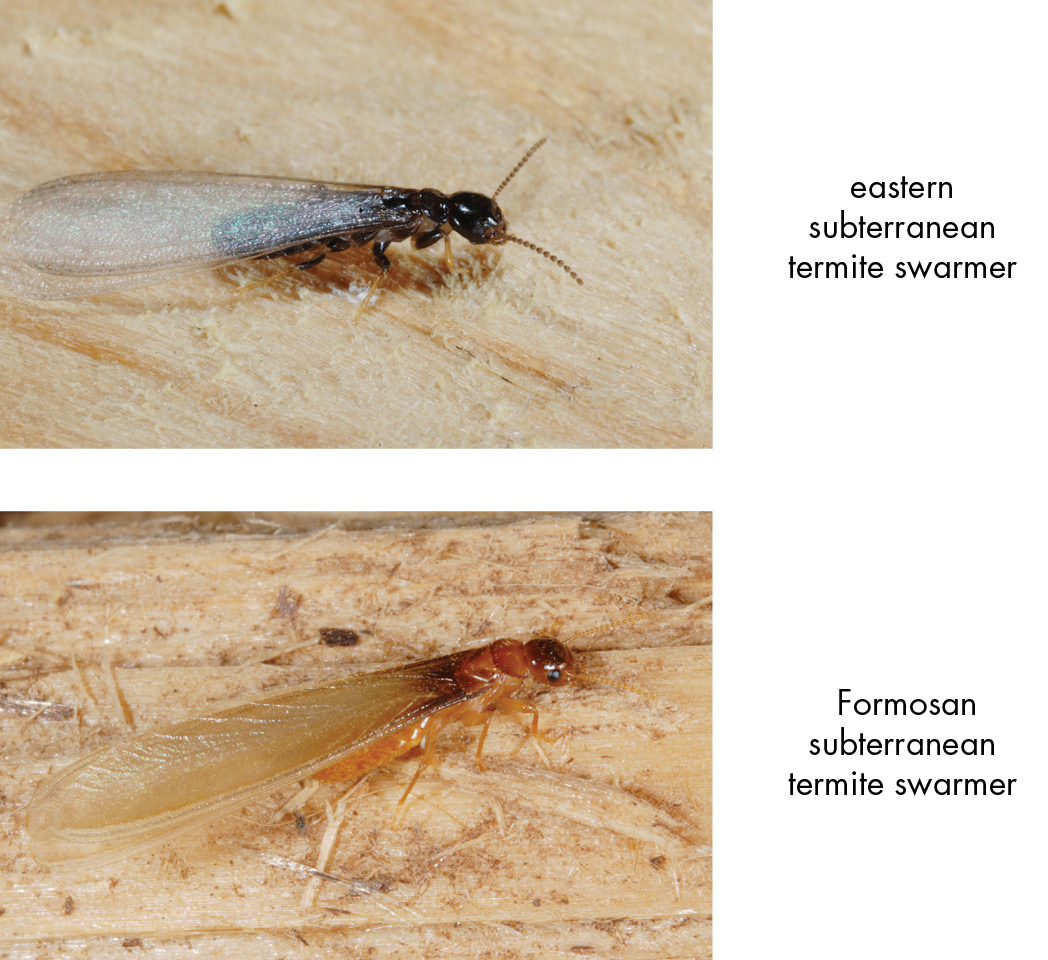 Close-up photos of nearly identical eastern and Formosan subterranean termite swarmers. The eastern's body is dark brown and its wings are translucent white. The Formosan's body is reddish-brown and its wings are translucent yellowish.