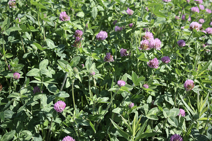 A mass of green clovers with purple flowers.