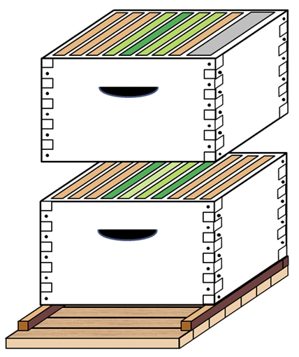 Diagram of two hive boxes. The bottom box has two light green frames in the middle, two dark green frames outside of those, and three orange frames on either side of those. The top box has (from left to right) three orange frames, one light green, one dark green, two light green, one orange, and a gray division board feeder.