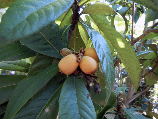 Large green leaves surrounding small orange fruit. 