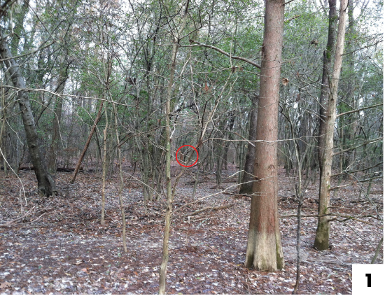 Image description in caption.