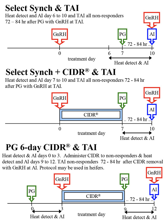 Beef cow heat detection and timed AI protocols. Select Synch &amp; TAI: heat detect and AI days 6 to 10; TAI all nonresponders 72–84 hours after PG with GnRH at TAI. Select Synch plus CIDAR and TAI: heat detect and AI days 7 to 10; TAI all nonresponders 72–84 hours after PG with GnRH at TAI. PG 6-day CIDR and TAI: heat detect and AI days zero to 3; administer CIDR to nonresponders and heat detect and AI days 9 to 12; TAI nonresponders 72–84 hours after CIDR removal with GnRH at AI; protoco