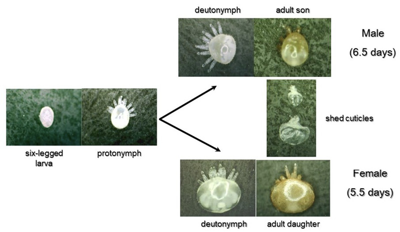 A diagram with photos of the varroa mite developmental stages. The first two photos show a ball-like structure (six-legged larva) and a ball structure with eight legs (protonymph). This stage then splits into two, one male and one female. The male goes from a white circle with eight legs (deutonymph) to a brownish adult son in 6.5 days. The female goes from a white oval with eight legs (deutonymph) to a brownish adult daughter in 5.5 days. Shed cuticles are also pictured and are deflated, missha