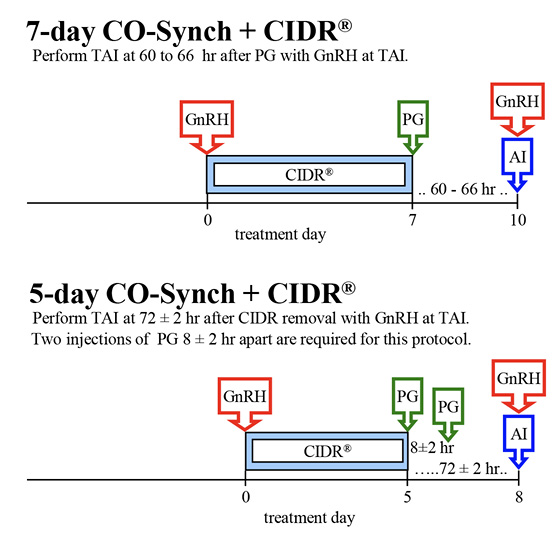 Beef cow fixed-time AI protocols. 7-day CO-Synch plus CIDR: GnRH day zero; CIDR and treatment days 0–7; PG day 7; perform TAI at 60–66 hours after PG with GnRH at TAI. 5-day CO-Synch plus CIDR: GnRH day zero; CIDR and treatment days 0–5; PG day 5; perform TAI at 72 plus or minus 2 hours after CIDR removal with GnRH at TAI; two injections of PG 8 plus or minus 2 hours apart are required for this protocol.