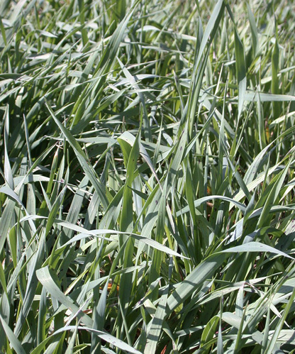 Blades of tall, green grass.