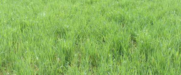 A field of bright green grass.