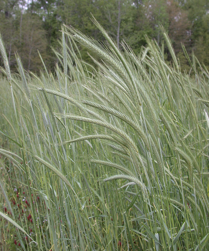 Tall blades of grass with wheat-like blades.