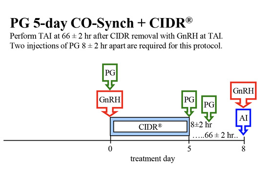 Fixed-time AI protocol for Bos indicus cows only. PG 5-day CO-Synch plus CIDR: PG and GnRH day zero; CIDR and treatment days zero to 5; perform TAI at 66 plus or minus 2 hours after CIDR removal with GnRH at TAI; two injections of PG 8 plus or minus 2 hours apart are required for this protocol.