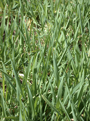 Tall blades of green grass.