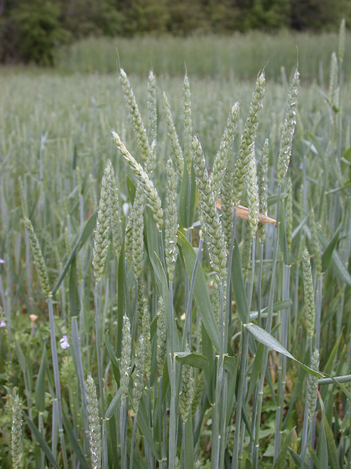 Tall blades of light green wheat.