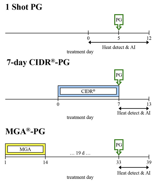 Beef heifer heat detection protocols. 1 Shot PG: treatment day zero; heat detect and AI days zero to 12; PG day 5. 7-day CIDR-PG: CIDR and treatment days zero to 7; PG day 7; heat detect and AI days 7–13. MGA-PG: MGA days 1–14; treatment between days 14 and 33; PG day 33; heat detect and AI dayd 33–39.