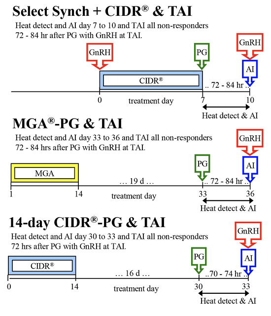 Beef heifer heat detection and timed AI protocols. Select Synch plus CIDR and TAI: GnRH day zero; CIDR and treatment day between days zero and 7; PG day 7; heat detect and AI days 7-10 and TAI all nonresponders 72-84 hours after PG with GnRH at TAI. MGA-PG and TAI: MGA days 1-14; treatment between days 14 and 33; PG day 33; heat detect and AI days 33-36 and TAI all nonresponders 72-84 hours after PG with GnRH at TAI. 14-day CIDR-PG and TAI: CIDR days zero to 14; treatment day between days 14 and