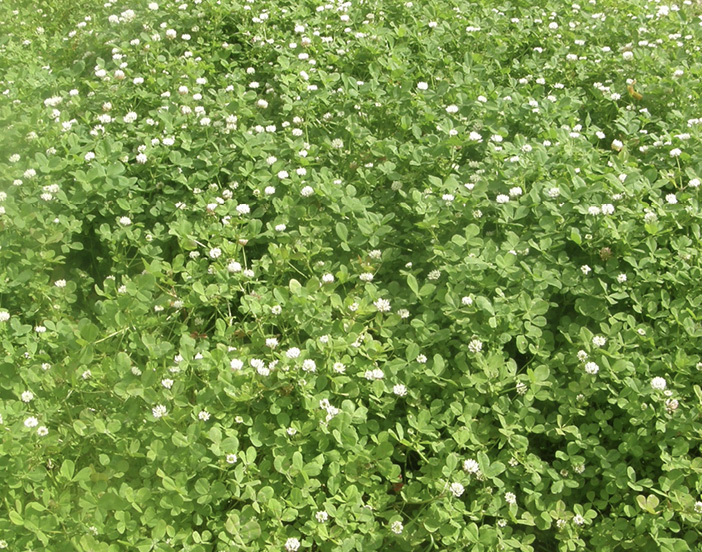 A mass of bright green clovers with white flowers.