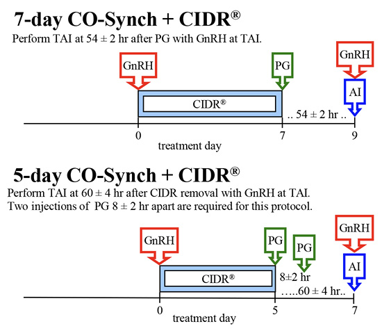 Beef heifer short-term fixed-time AI protocols. 7-day CO-Synch plus CIDR: GnRH day zero; CIDR and treatment between days zero and 7; PG day 7; perform TAI at 54 plus/minus 2 hours after PG with GnRH at TAI. 5-day CO-Synch plus CIDR: GnRH day zero; CIDR and treatment between days zero and 5; PG day 5; perform TAI at 60 plus/minus 4 hours after CIDR removal with GnRH at TAI; two injections of PG 8 plus/minus 2 hours apart are required for this protocol.