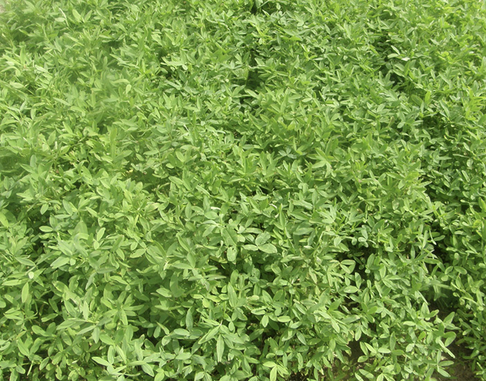 A mass of bright green clovers.