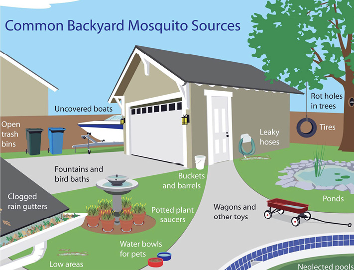 Illustration of common backyard mosquito sources, highlighting uncovered boats, rot holes in trees, tires, leaky hoses, wagons and other toys, ponds, buckets, fountains, clogged gutters, open trash bins, potted plant saucers, pet water bowls, and neglected pools.